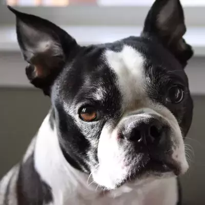 Dog saves baby’s life by alerting parent when she stopped breathing