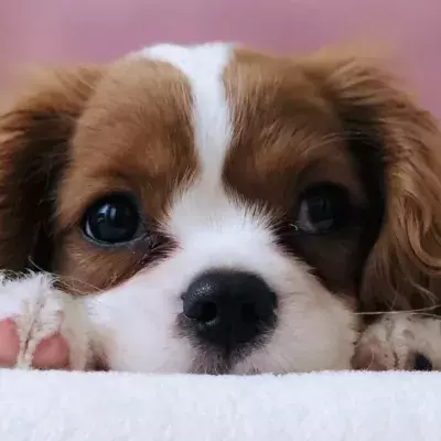 Dog stories