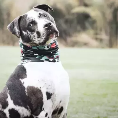 This dog was found tied to a gate with a terrible note from its owners