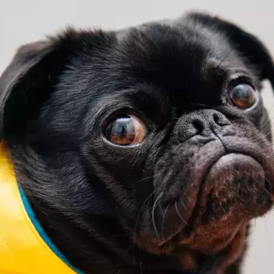 Dog who shows his excitement in a dope way is looking for a new home