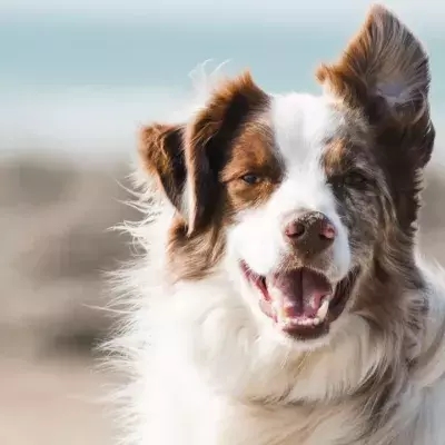 This dogsitter was in a horrific freak accident