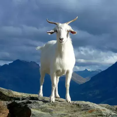 drunk story weird man goat police arrest