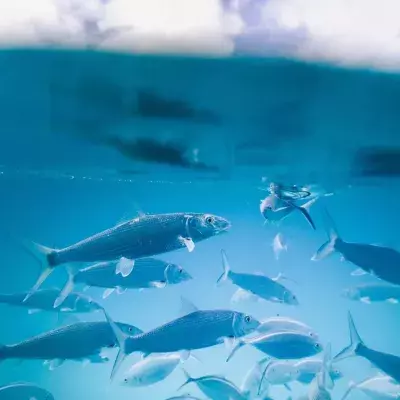 fishing super rare fish harbinger of doom bad omen earthquake tsunami Thailand