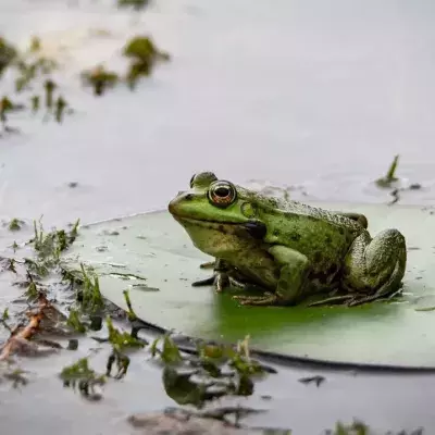 He raises an army of 3 million frogs in his pond for an incomprehensible purpose