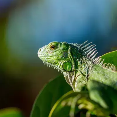 An iguana transmitted unusual disease to a little girl by stealing her cake