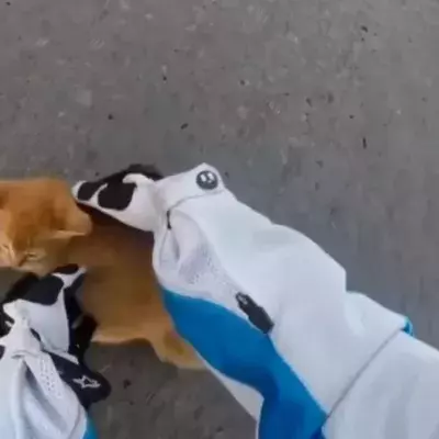 Kitty