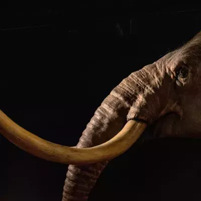 man discovery mammoth jaw fossil