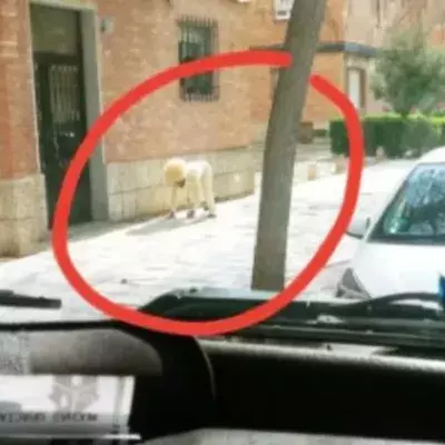A man disguised himself as a dog to leave the house during lockdown