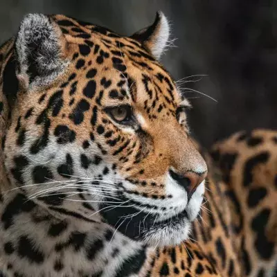 man goes blind bacteria jaguar poop animal wildlife