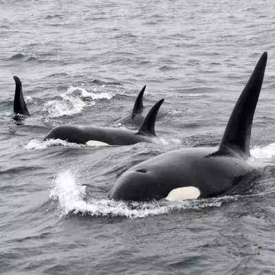 A massive shark is eaten alive by a pod of killer whales (VIDEO)
