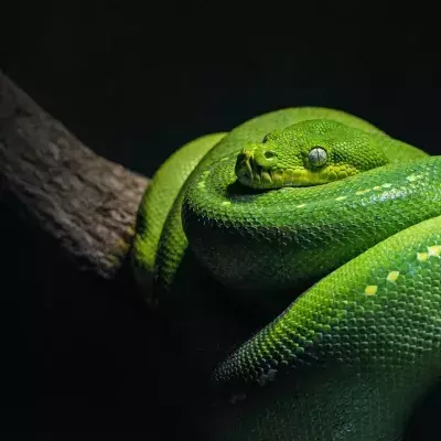 new species snake venimous penis fork weird science