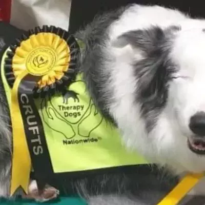One-eyed dog proves to have more humanity than humans