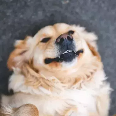A puppy smiled his way to a loving home