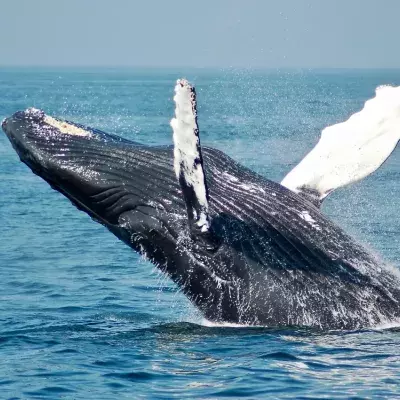 scientists communicate whale first time ever discovery