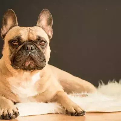 This Scottish family's dog died while in a boarding kennel and what happened next will shock you
