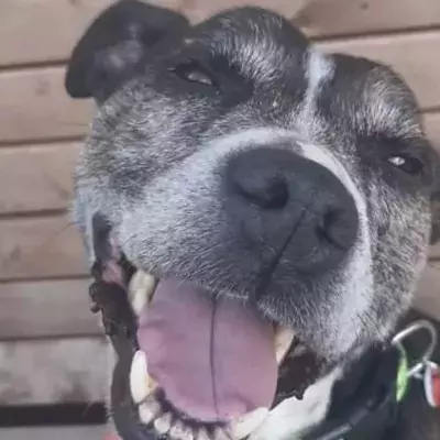 This senior Staffie who loves to smile is looking for his forever home