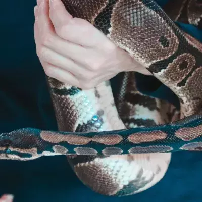 This woman slept with her pet python every night until her vet uncovered something deadly