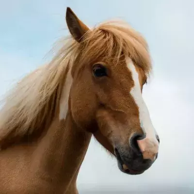 You'll never guess how tall the world's largest horse is