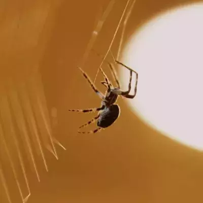 The terrifying reason why you should never flush spiders down your toilet