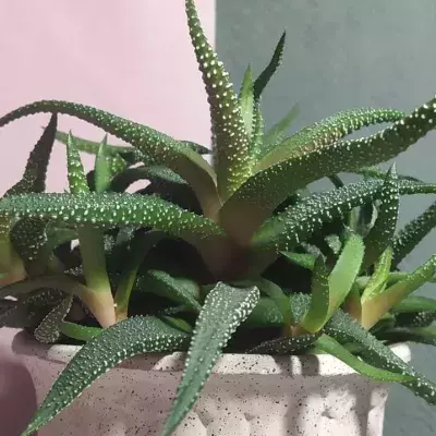 Aloe vera