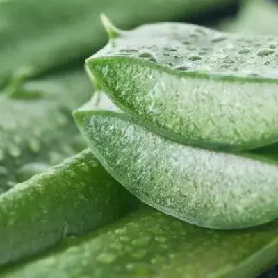 Aloe