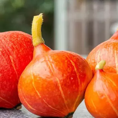Red kuri squash