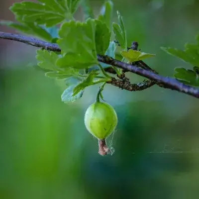 This secret ingredient is the ultimate Ayurvedic solution for hair loss