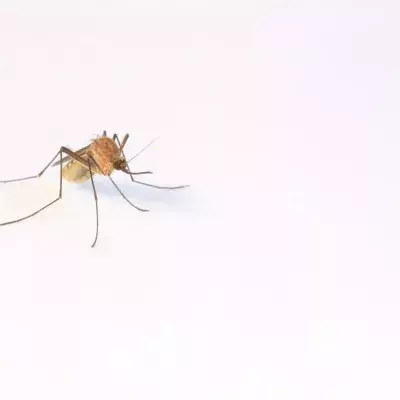 This is the best way to protect yourself from mosquitoes, according to science