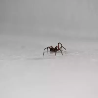 Brits warned of 'sex-crazed' spiders invading their homes, here's where they may be hiding