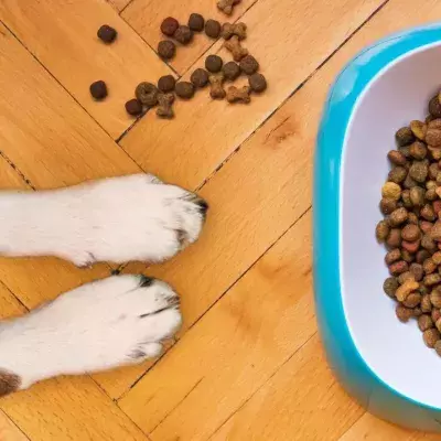 6 Essential nutrients your dog needs