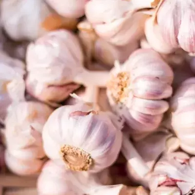 Garlic