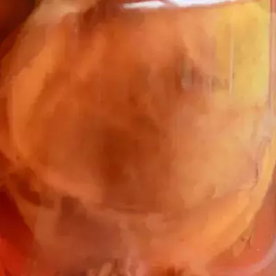 Kombucha SCOBI