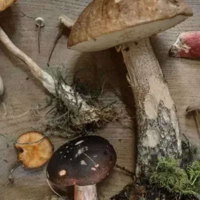 Mushrooms