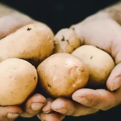 Potato allergy, what its symptoms are and how it is triggered