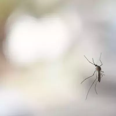 Here's how to prevent mosquitoes from getting inside your home during summer 