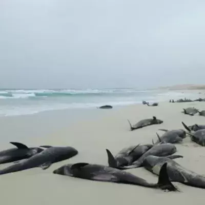 136 Dolphins Found Dead On A Beach In Cape Verde
