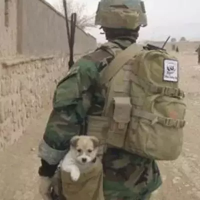 200 pets likely to be evacuated from Afghanistan soon