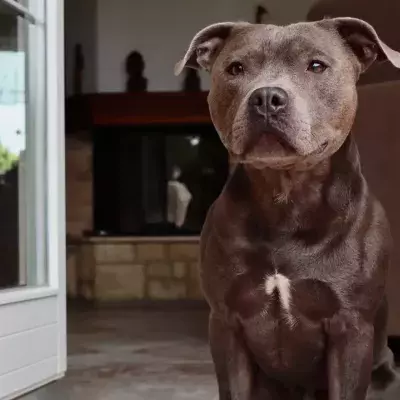 This 22-year-old dog was expected to die in a shelter, but then an incredible thing happened