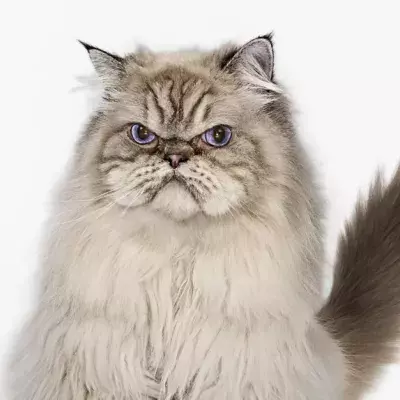4 Things You Should Never Do To Your Cat