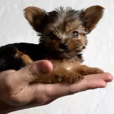 5 Dogs That Stay Small Their Entire Lives