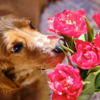 5 mind-blowing facts about your dog’s most important organ