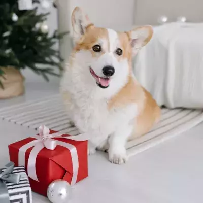 5 top Christmas gifts for dog owners under £10