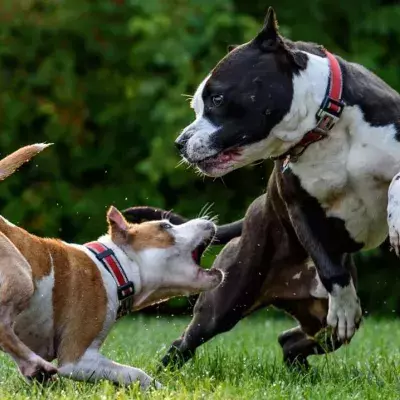 8 Warning signs that a dog is about to bite, according to a vet