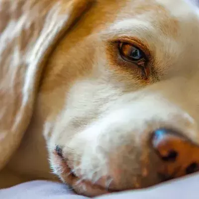 This abandoned and disfigured dog with one nostril found a forever home and became Insta-famous (VIDEO)