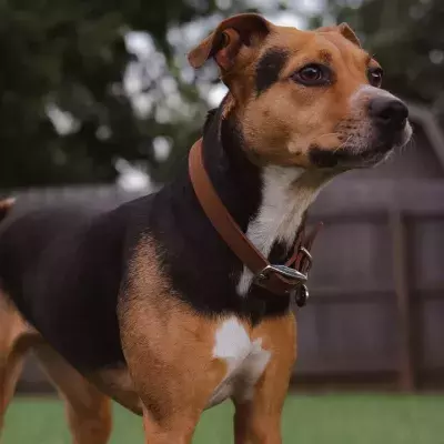 This abandoned dog had traumatic wounds and is missing 90% of her tongue (VIDEO)