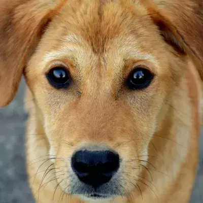 An abandoned dog with a heartbreaking note was found wandering the streets 