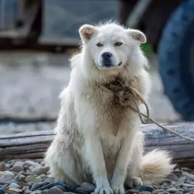 This abandoned dog was found tied to a fence with a heartbreaking note