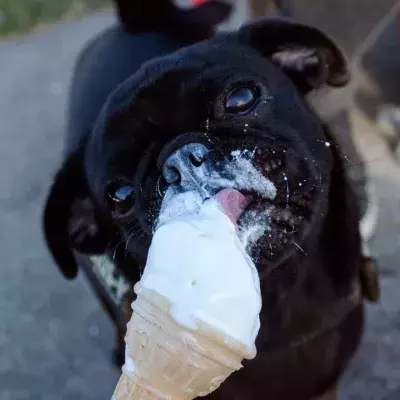 This abandoned dog who ‘adores ice cream almost as much as a cuddle’ is looking for a loving home 