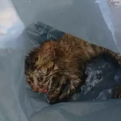 Abandoned kitten