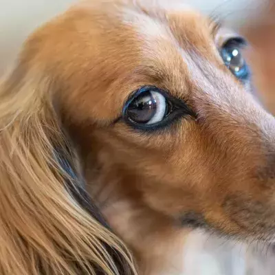 An abandoned pup in a plastic tote that was tossed off a bridge ‘like rubbish’ finds a loving home 